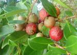 Erdbeer-Guave - Psidium cattleianum