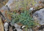 Pyrenäen-Resede - Reseda glauca