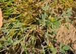 Französischer Bocksklee - Medicago monspeliaca