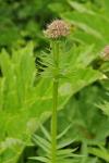 Echter Baldrian - Valeriana officinalis