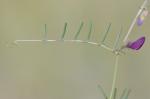 Fremde Wicke - Vicia peregrina