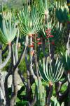 Fächer-Aloe - Aloe plicatilis