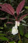 : - Anna ophiorrhizoides