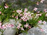 Ostalpen-Meier - Asperula neilreichii