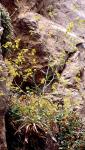 : - Bupleurum kakiskalae