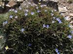 : - Cichorium spinosum