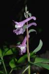 Hohlknolliger Lerchensporn - Corydalis cava