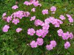 Alpen-Nelke - Dianthus alpinus