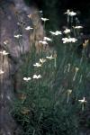 : - Dianthus xylorrhizus
