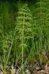 Wald-Schachtelhalm - Equisetum sylvaticum