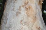 :-Eucalyptus racemosa