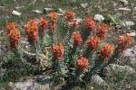 Zweidrüsen-Wolfsmilch - Euphorbia rigida