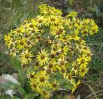 : - Senecio oerstedianus