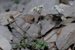 : - Geocaryum creticum