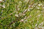 : - Hakea actites
