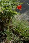 Chalzedonische Lilie - Lilium chalcedonicum