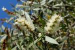 Weiße Myrtenheide - Melaleuca quinquenervia