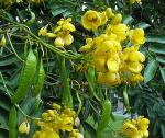 : - Senna viarum