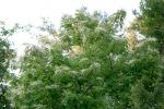 : - Oxydendrum arboreum