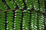 : - Polystichum discretum
