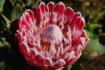 : - Protea magnifica
