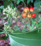 : - Smilax vanilliodora
