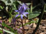 : - Scilla cydonia