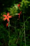 : - Silene virginica