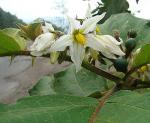 Goldhaar-Nachtschatten - Solanum chrysotrichum