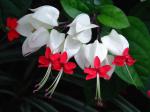 Kletternder Losstrauch - Clerodendrum thomsoniae