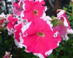 Garten-Petunie - Petunia hybrida