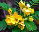 : - Senna surattensis