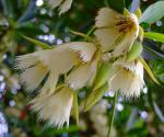 :-Elaeocarpus hainanensis