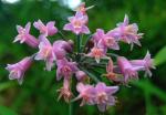 : - Tulbaghia simmleri
