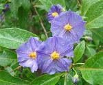 : - Lycianthes rantonnetii