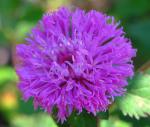 Kratzdistel - Centratherum punctatum