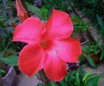 : - Mandevilla splendens