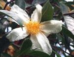 : - Camellia crapnelliana
