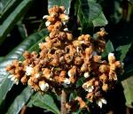 Japanische Wollmispel - Eriobotrya japonica