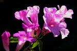 : - Mansoa alliacea