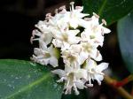 : - Aegiceras corniculatum