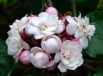 Lauben-Losstrauch - Clerodendrum chinense