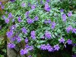 : - Browallia speciosa