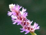 : - Pontederia cordata