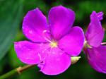: - Tibouchina granulosa