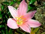 : - Zephyranthes carinata