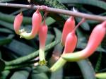 : - Gasteria carinata var. verrucosa