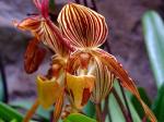: - Paphiopedilum purpuratum