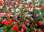 Scharlachroter Salbei - Salvia coccinea