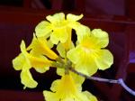 : - Tabebuia chrysantha